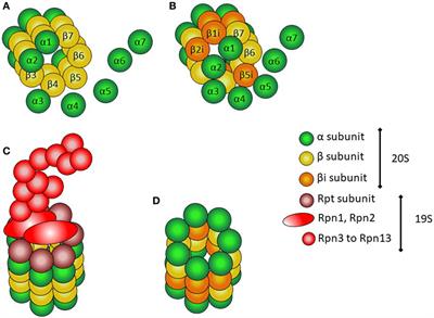 CANDLE Syndrome As a Paradigm of Proteasome-Related Autoinflammation